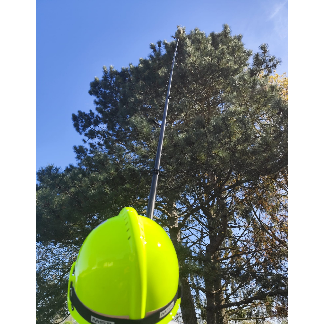 Traitement de chenilles processionnaires en haut d'un pin avec perche télescopique