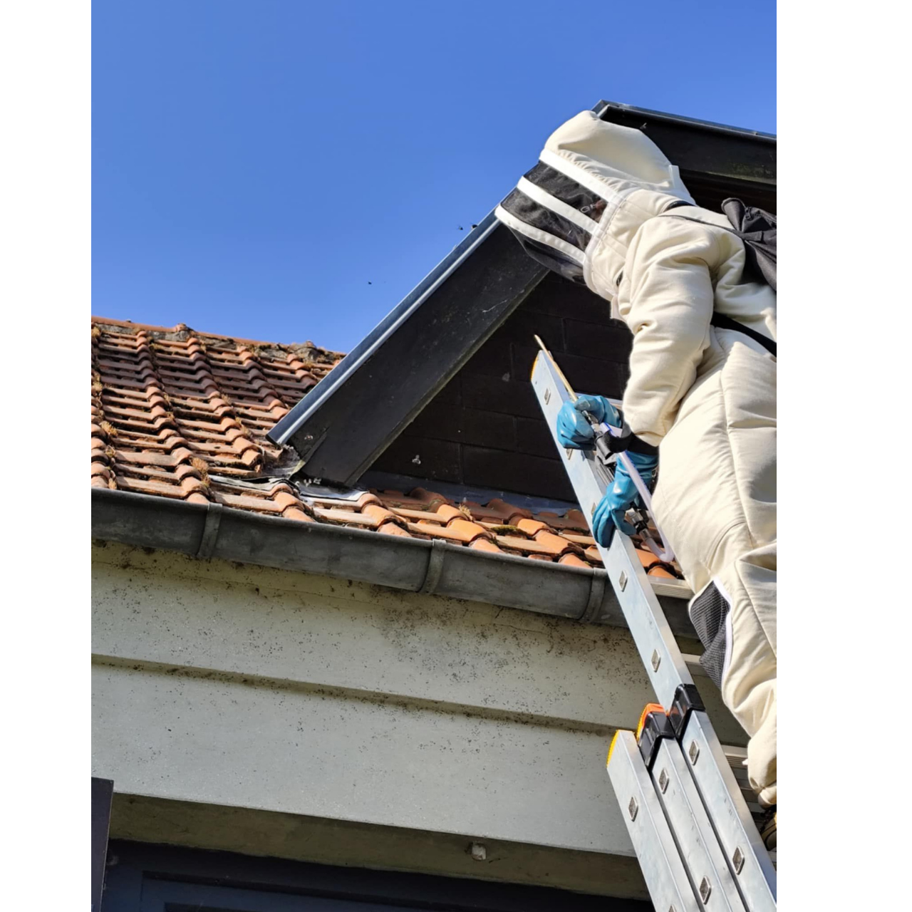 Intervention SoluNuisance sur toiture avec échelle et combinaison de protection